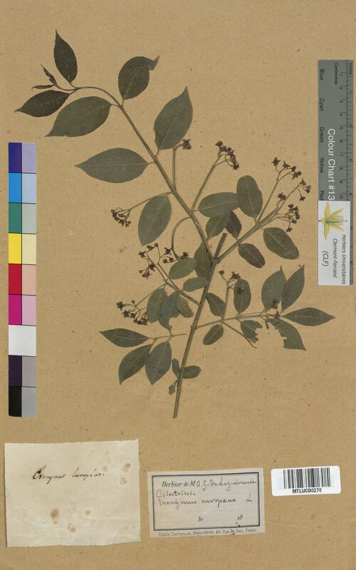 Euonymus europaeus (Celastraceae)