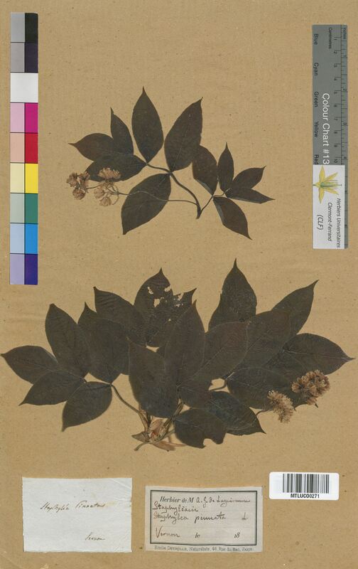 Staphylea pinnata (Staphyleaceae)