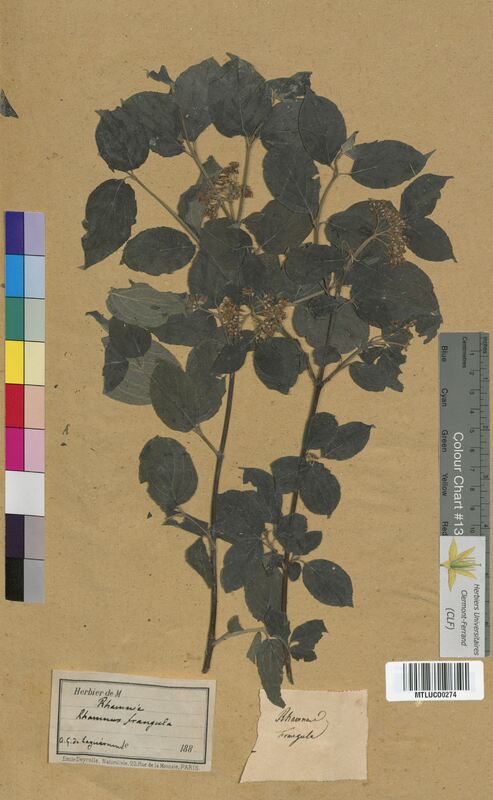 Rhamnus frangula (Rhamnaceae)