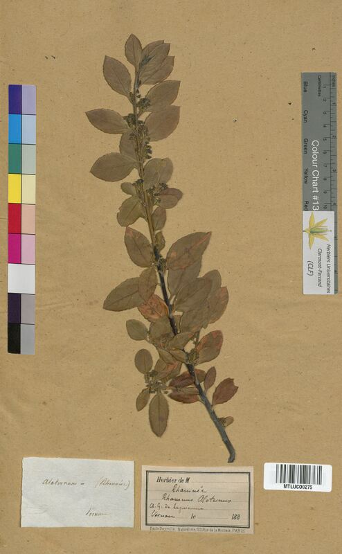Rhamnus alaternus (Rhamnaceae)