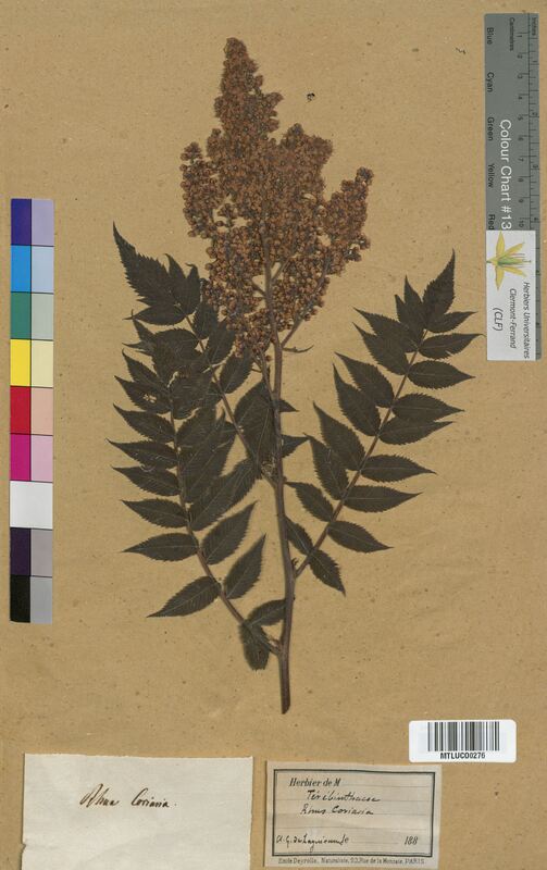 Rhus coriaria (Anacardiaceae)