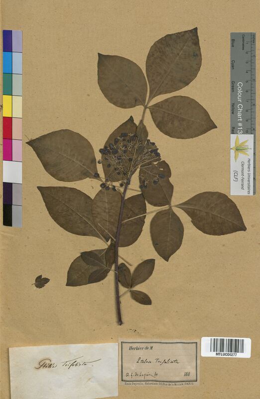 Ptelea trifoliata (Rutaceae)