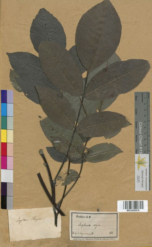 Juglans regia (Juglandaceae)