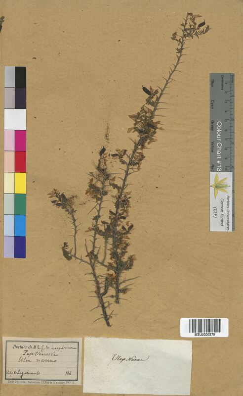 Ulex nanus (Fabaceae)