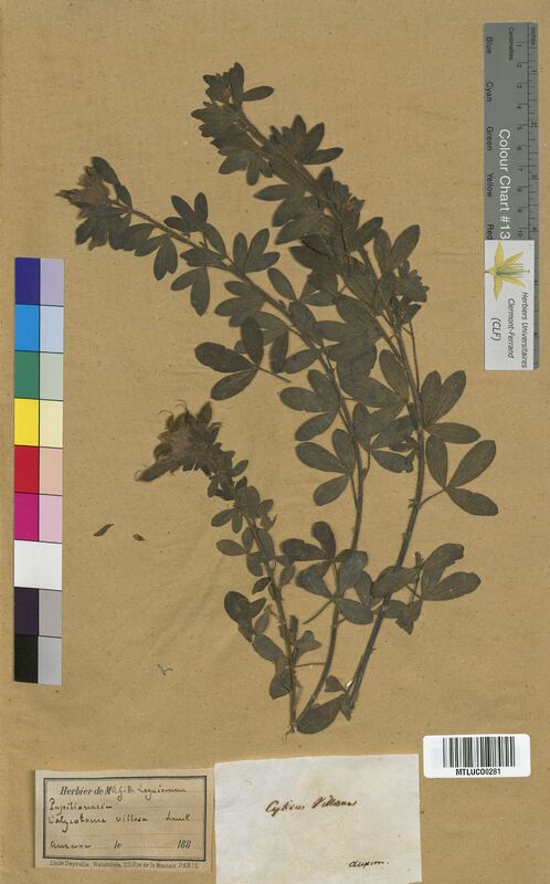Cytisus supinus (Fabaceae)