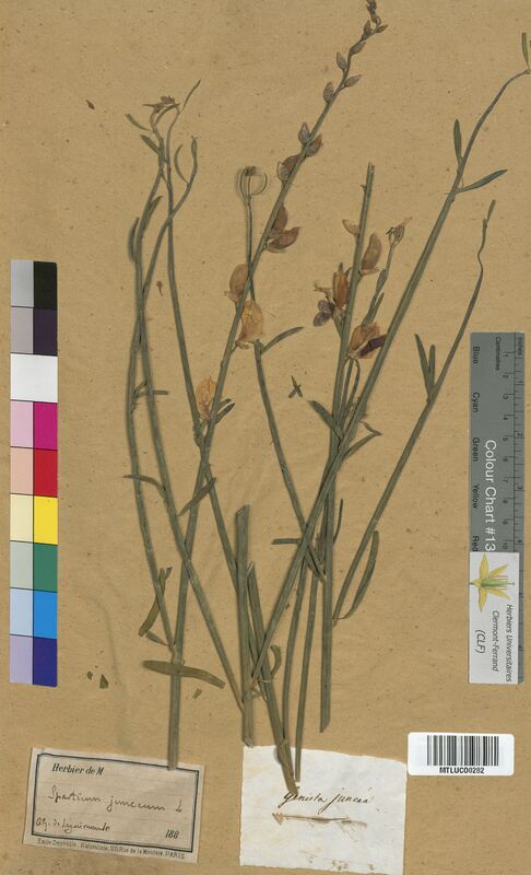 Genista juncea (Fabaceae)