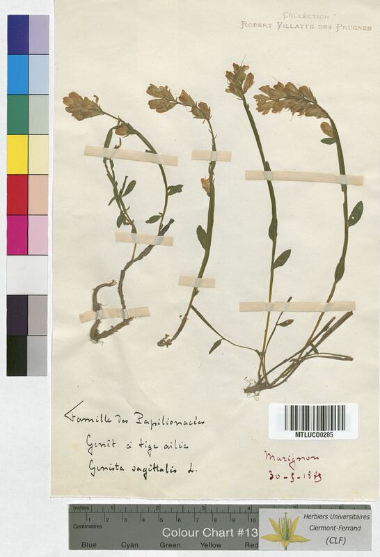 Genista sagittalis (Fabaceae)