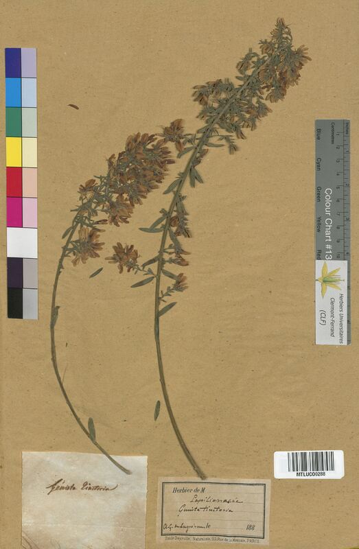 Genista tinctoria (Fabaceae)