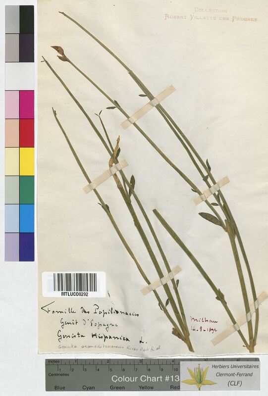 Cytisus oromediterraneus (Fabaceae)