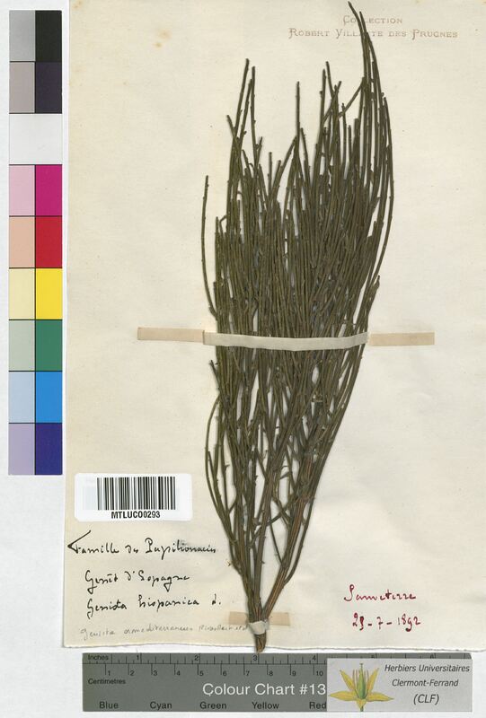 Cytisus oromediterraneus (Fabaceae)