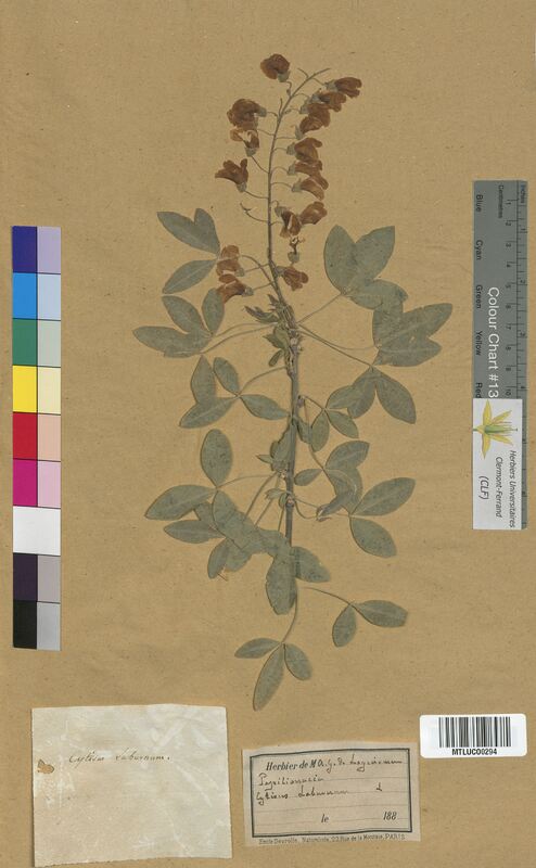 Cytisus laburnum (Fabaceae)