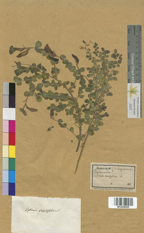 Cytisus sessilifolius (Fabaceae)