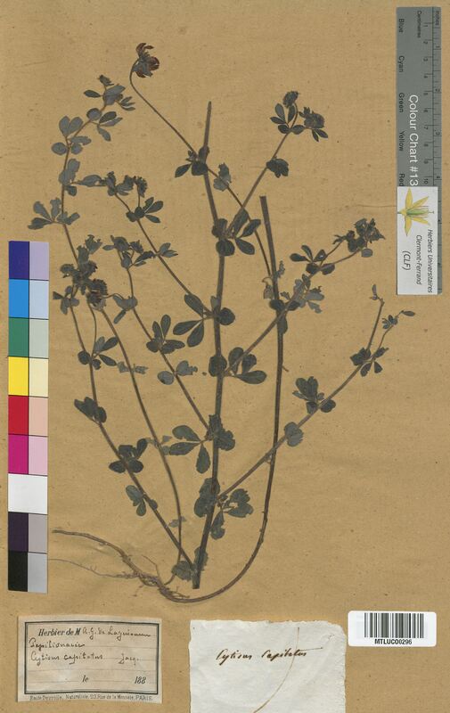 Cytisus supinus (Fabaceae)