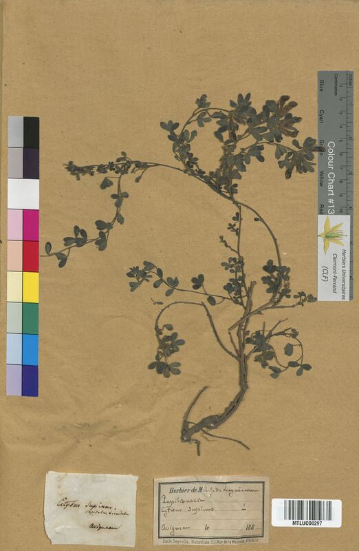 Cytisus supinus (Fabaceae)