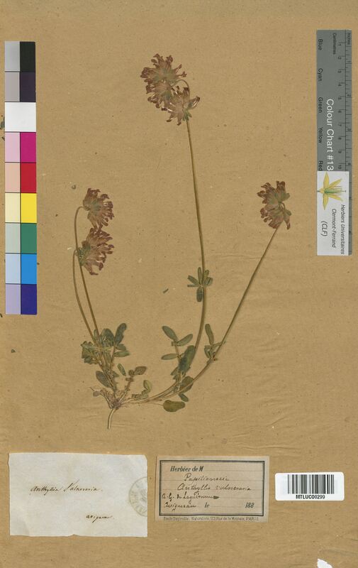 Anthyllis vulneraria (Fabaceae)