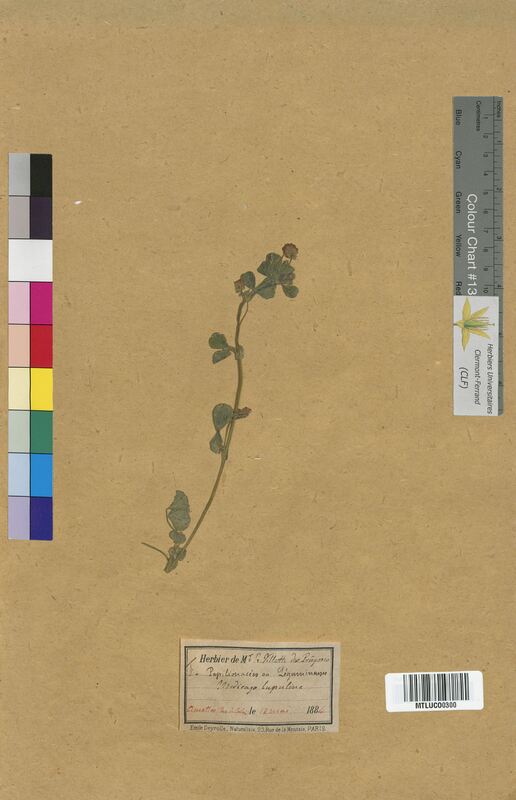 Medicago lupulina (Fabaceae)