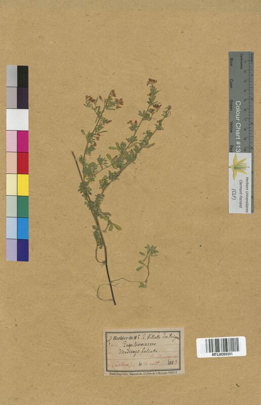 Medicago falcata (Fabaceae)