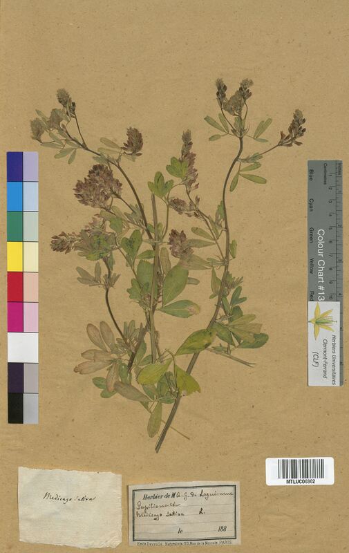 Medicago sativa (Fabaceae)