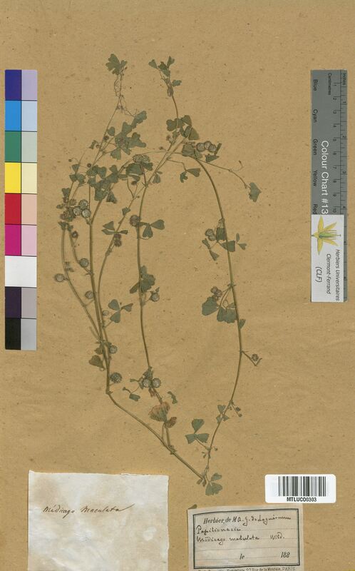 Medicago maculata (Fabaceae)