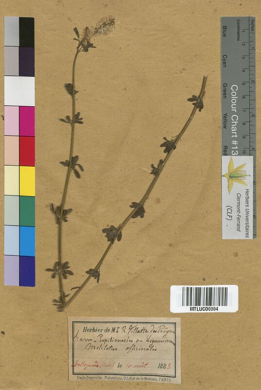 Melilotus officinalis (Fabaceae)
