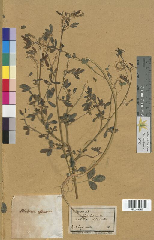 Melilotus officinalis (Fabaceae)