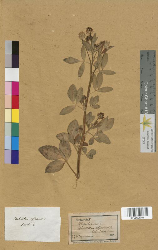 Melilotus officinalis (Fabaceae)