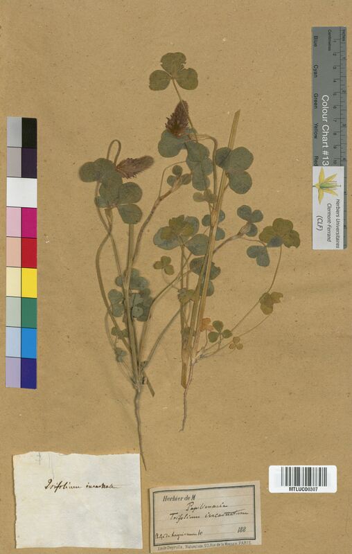 Trifolium incarnatum (Fabaceae)