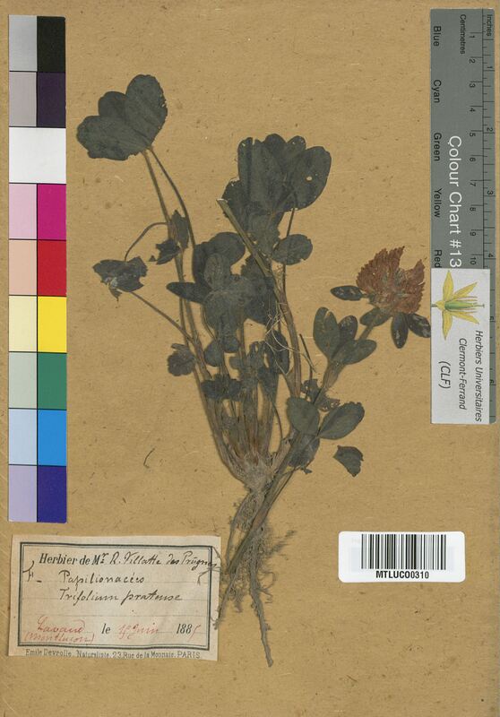 Trifolium pratense (Fabaceae)