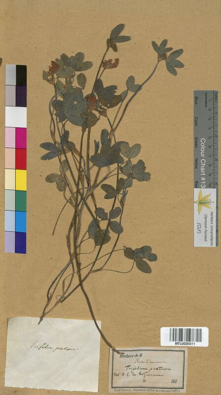 Trifolium pratense (Fabaceae)