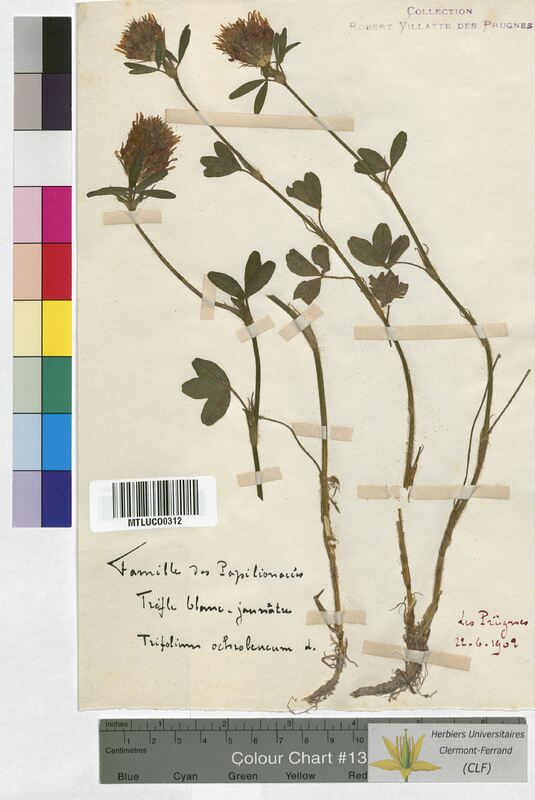 Trifolium ochroleucum (Fabaceae)