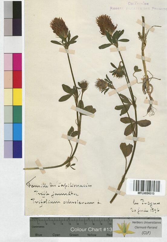 Trifolium ochroleucum (Fabaceae)