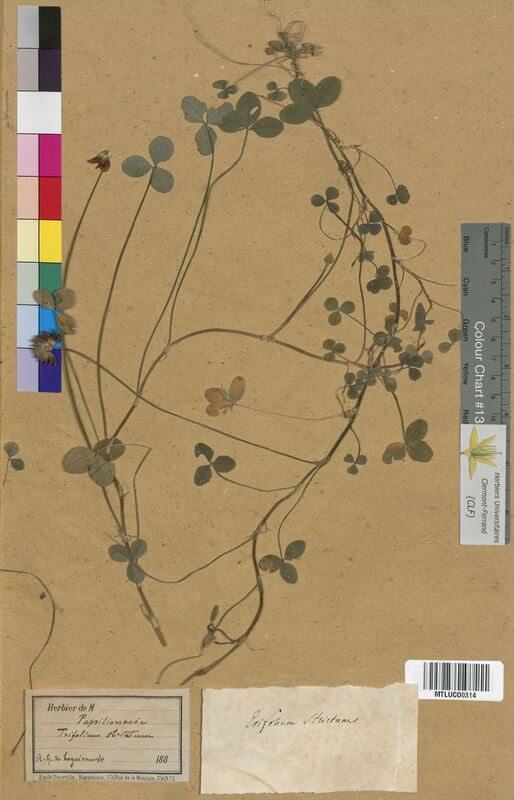 Trifolium elegans (Fabaceae)