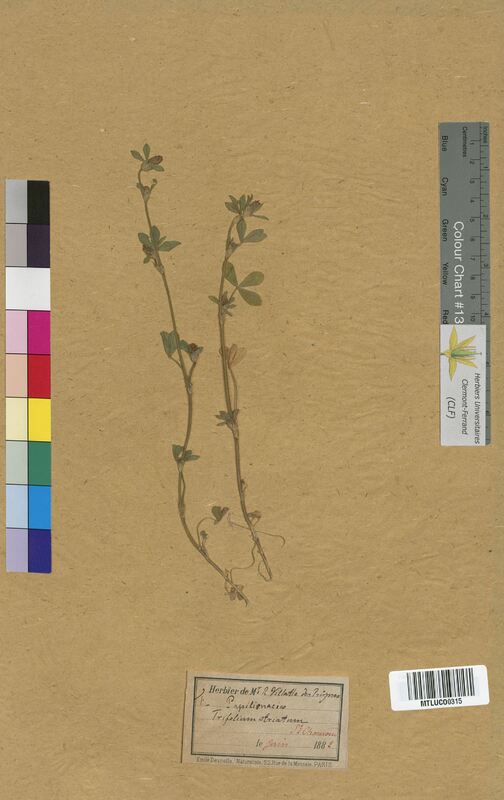 Trifolium striatum (Fabaceae)