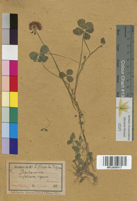 Trifolium repens (Fabaceae)