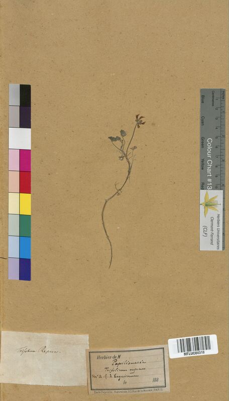 Trifolium repens (Fabaceae)