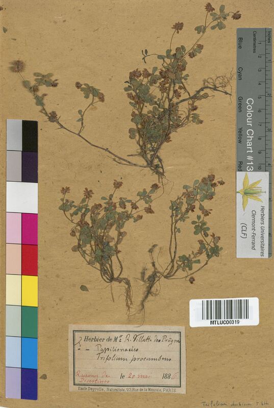 Trifolium dubium (Fabaceae)