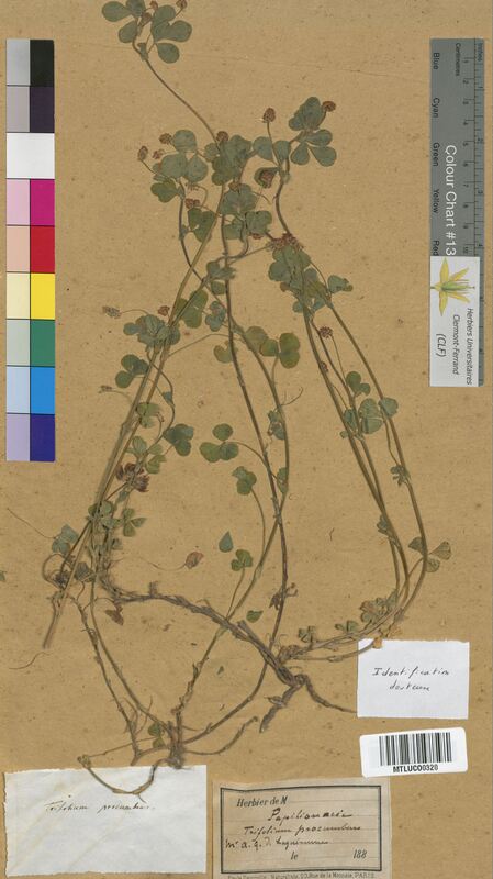 Trifolium sp. (Fabaceae)