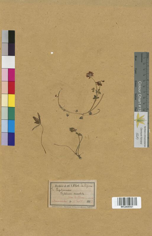 Trifolium sp. (Fabaceae)