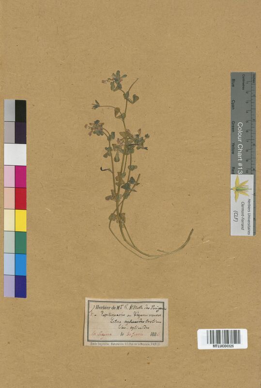Lotus cytisoides (Fabaceae)