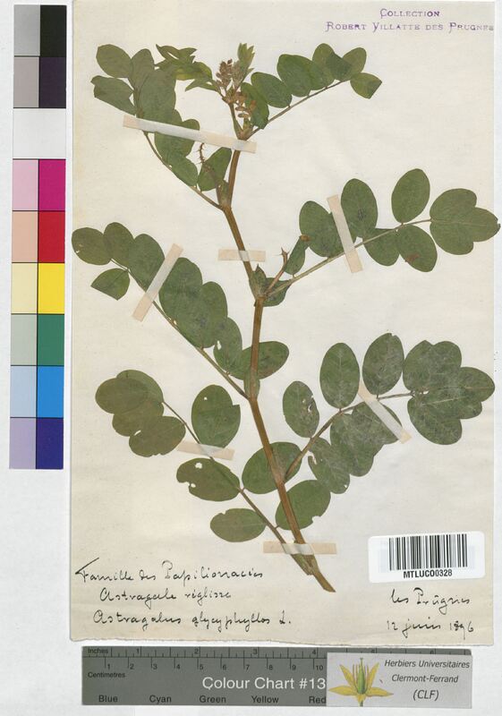 Astragalus glycyphyllos (Fabaceae)