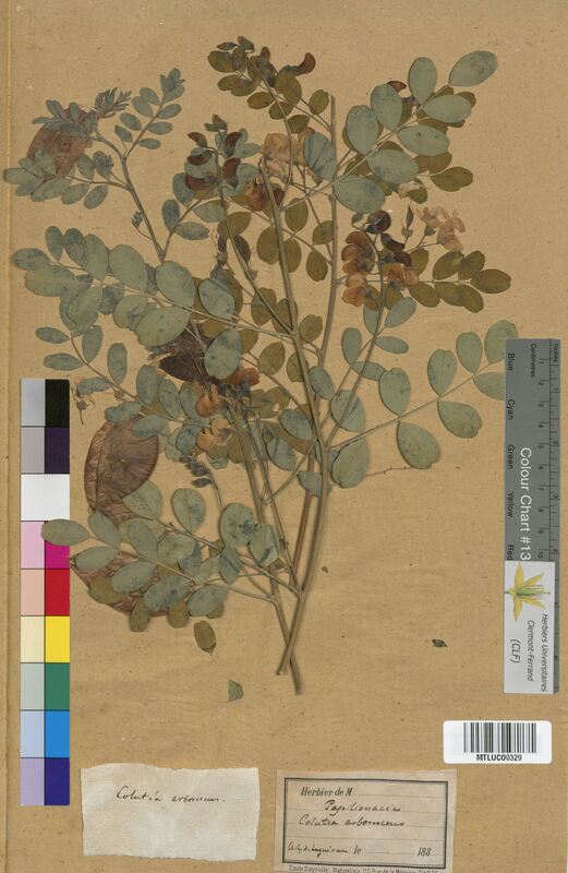 Colutea arborescens (Fabaceae)