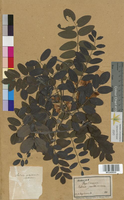Robinia pseudoacacia (Fabaceae)