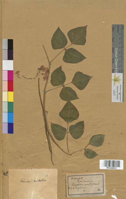 Phaseolus multiflorus (Fabaceae)