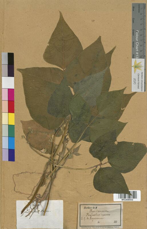 Phaseolus nanus (Fabaceae)