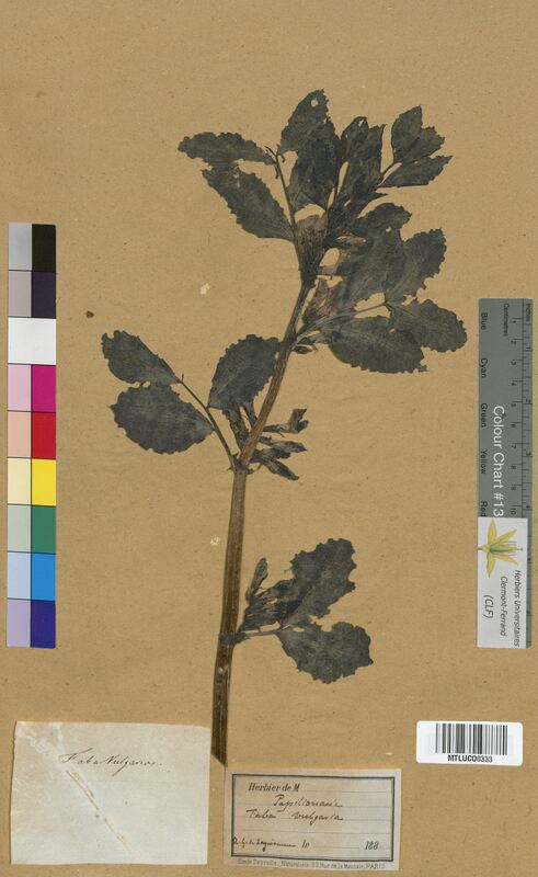 Faba vulgaris (Fabaceae)