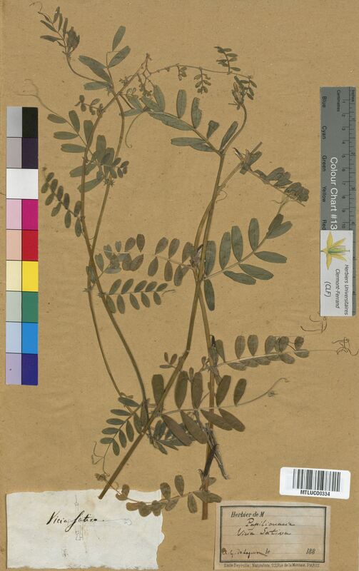 Vicia sativa (Fabaceae)