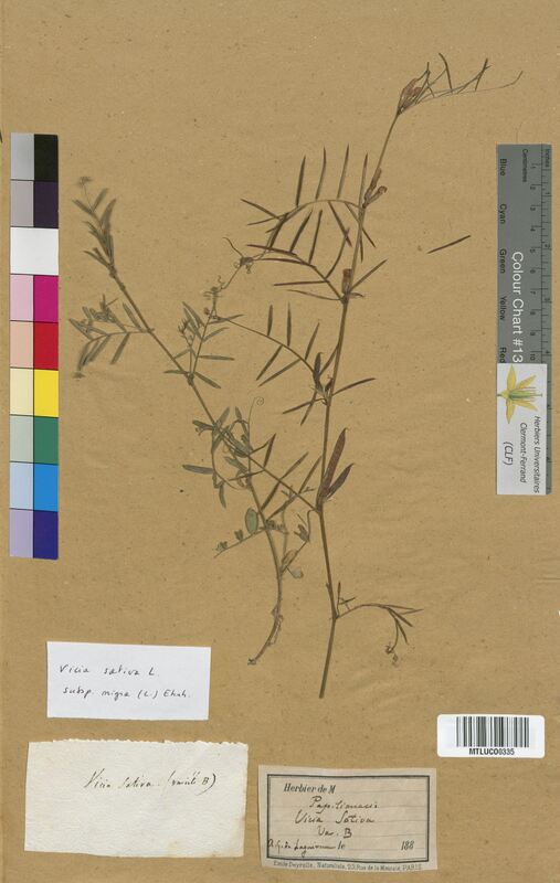 Vicia sativa (Fabaceae)