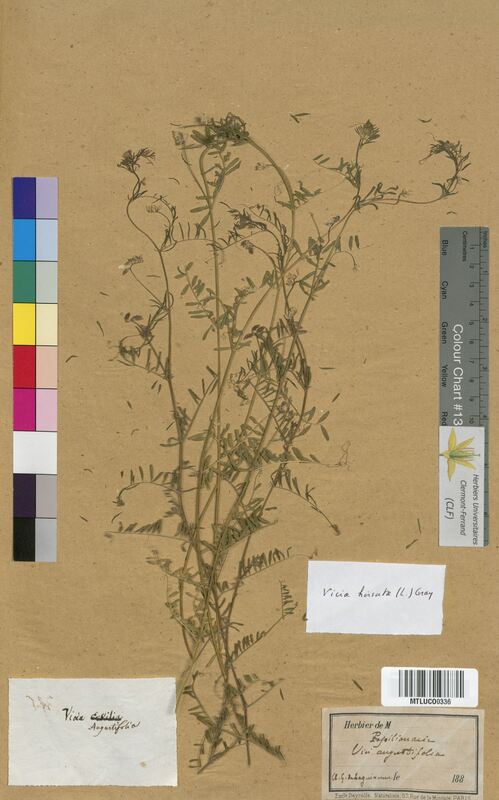 Vicia hirsuta (Fabaceae)