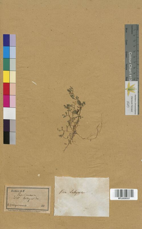 Vicia lathyroides (Fabaceae)