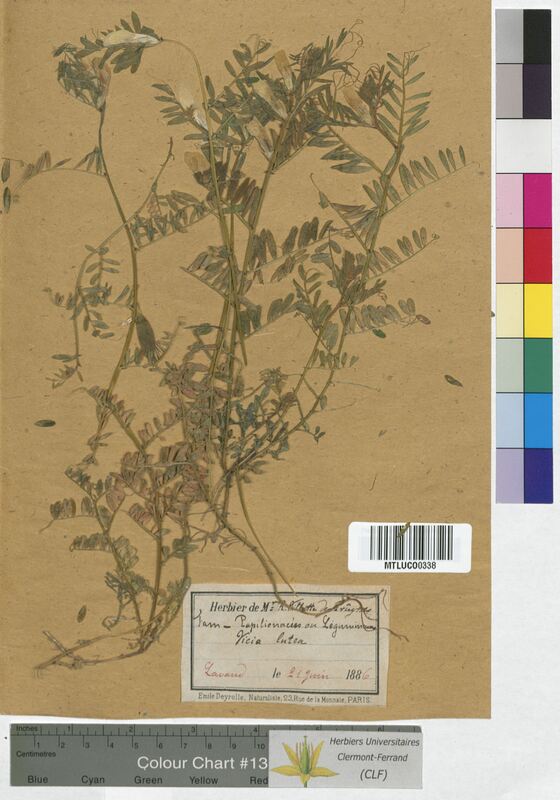 Vicia lutea (Fabaceae)
